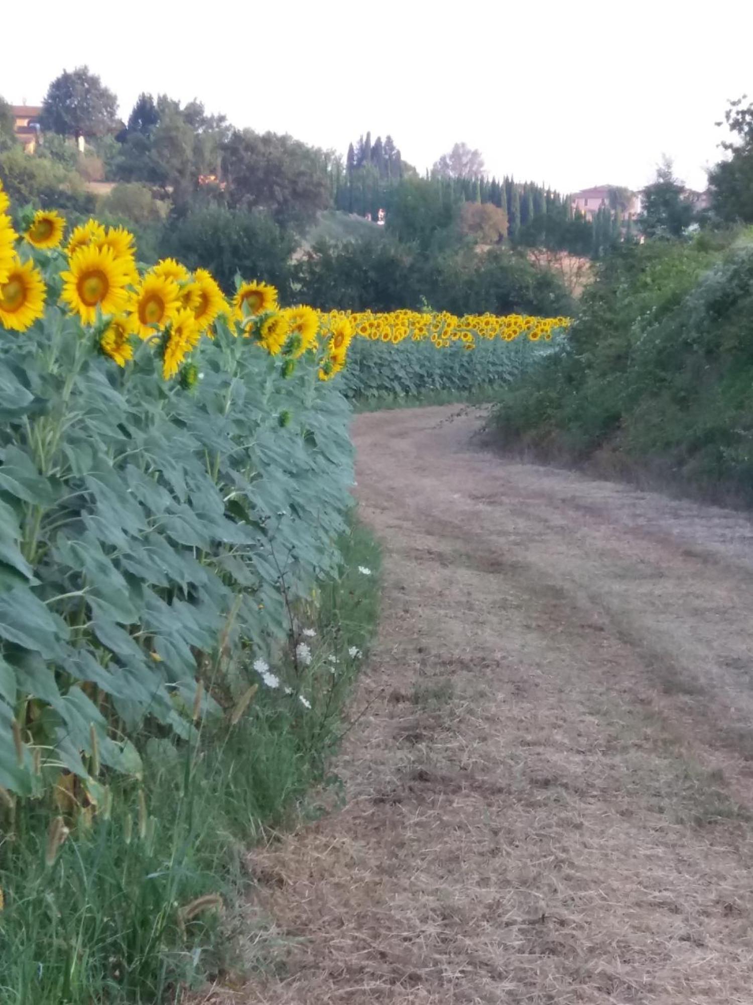 Podere Gian Battaglia Fucecchio Buitenkant foto