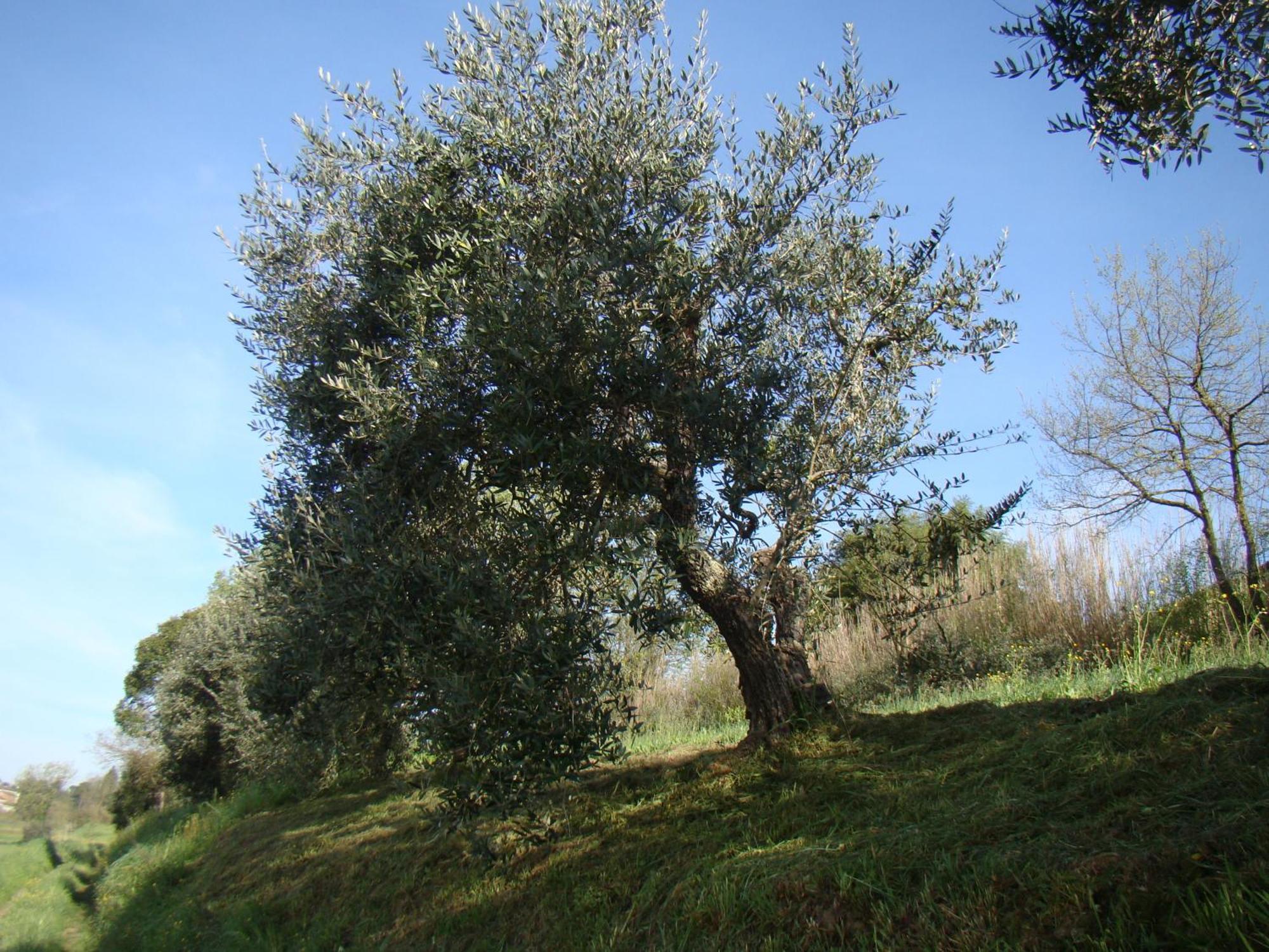 Podere Gian Battaglia Fucecchio Buitenkant foto