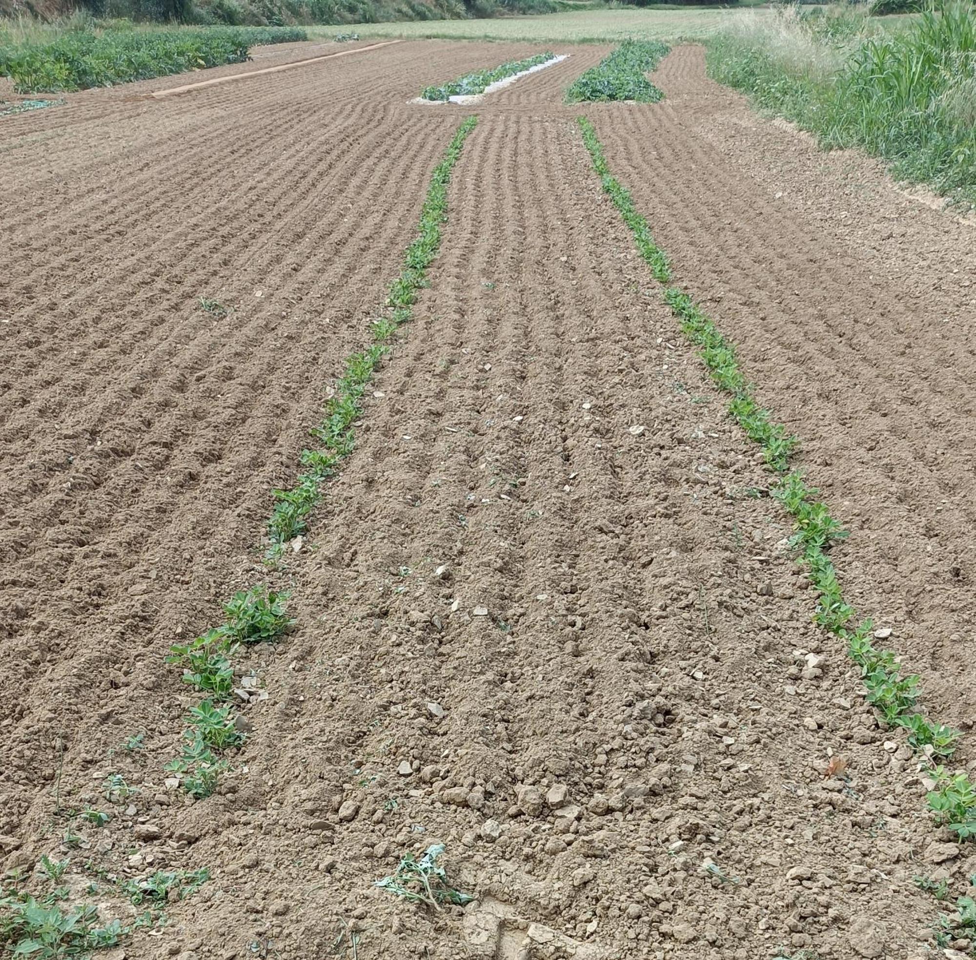 Podere Gian Battaglia Fucecchio Buitenkant foto