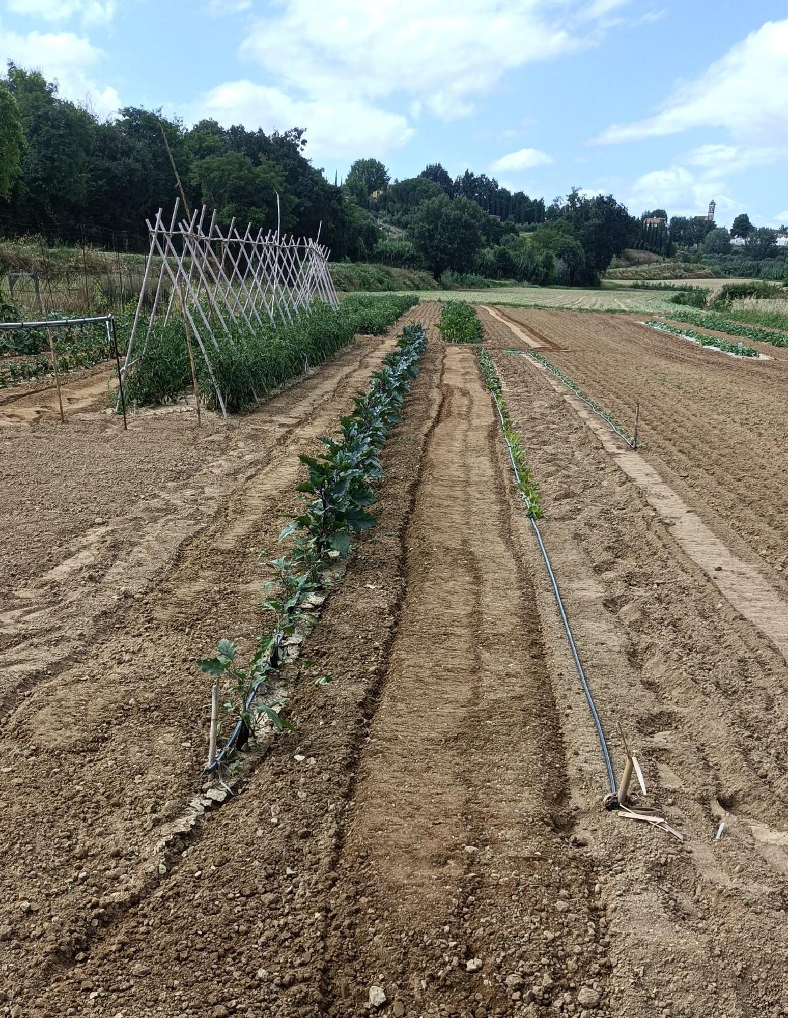 Podere Gian Battaglia Fucecchio Buitenkant foto